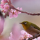 河津桜と目白