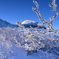 雪の華
