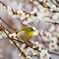 梅の花