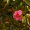 冬の花