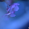 河津桜