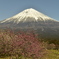 mt.Fuji