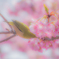 河津桜