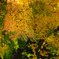 TEST_UP_2010_紅葉_02