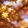 TEST_UP_2010_紅葉_04