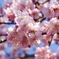 埼玉の河津桜③