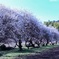 梅の花