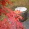 TEST_UP_2010_紅葉_01