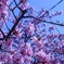河津桜