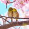 うらら(2)