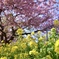 桜と菜の花
