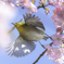 「春舞」