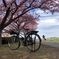 20200222自転車と桜