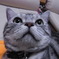 ねこのかお１