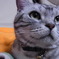 ねこのかお２