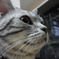 ねこのかお３