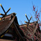吉備津神社の梅