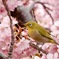 河津桜とメジロ