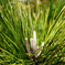 D7K_4028Rマツ