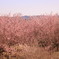 桜林