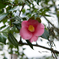 Pink smooth flower