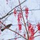 それでも春は来る【其の参】
