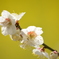 白梅と菜の花と (^'^)