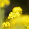 白梅と菜の花と (^^)/