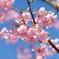河津桜