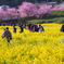 東大山河津桜祭　菜の花畑