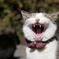 猫 20022113