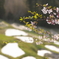 棚田と桜