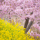 桜と菜の花と