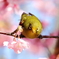 メジロと河津桜
