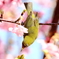 メジロと河津桜
