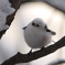 寒いね