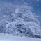 雪の華