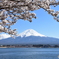 桜と富士山