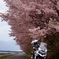 早咲き桜とバイク5