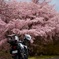 早咲き桜とバイク6