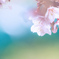 桜の要請