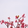 緋寒桜とメジロ １