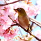 メジロと河津桜