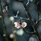 明谷梅林　梅の花　２輪