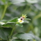 MINOLTA NEW MD F1.4 02