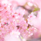 春ですね