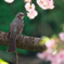 ヒヨドリもお花見