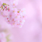 春告げる