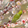 Japanese White-Eye and Japanes Apricot 