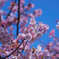 早咲きの桜　その２